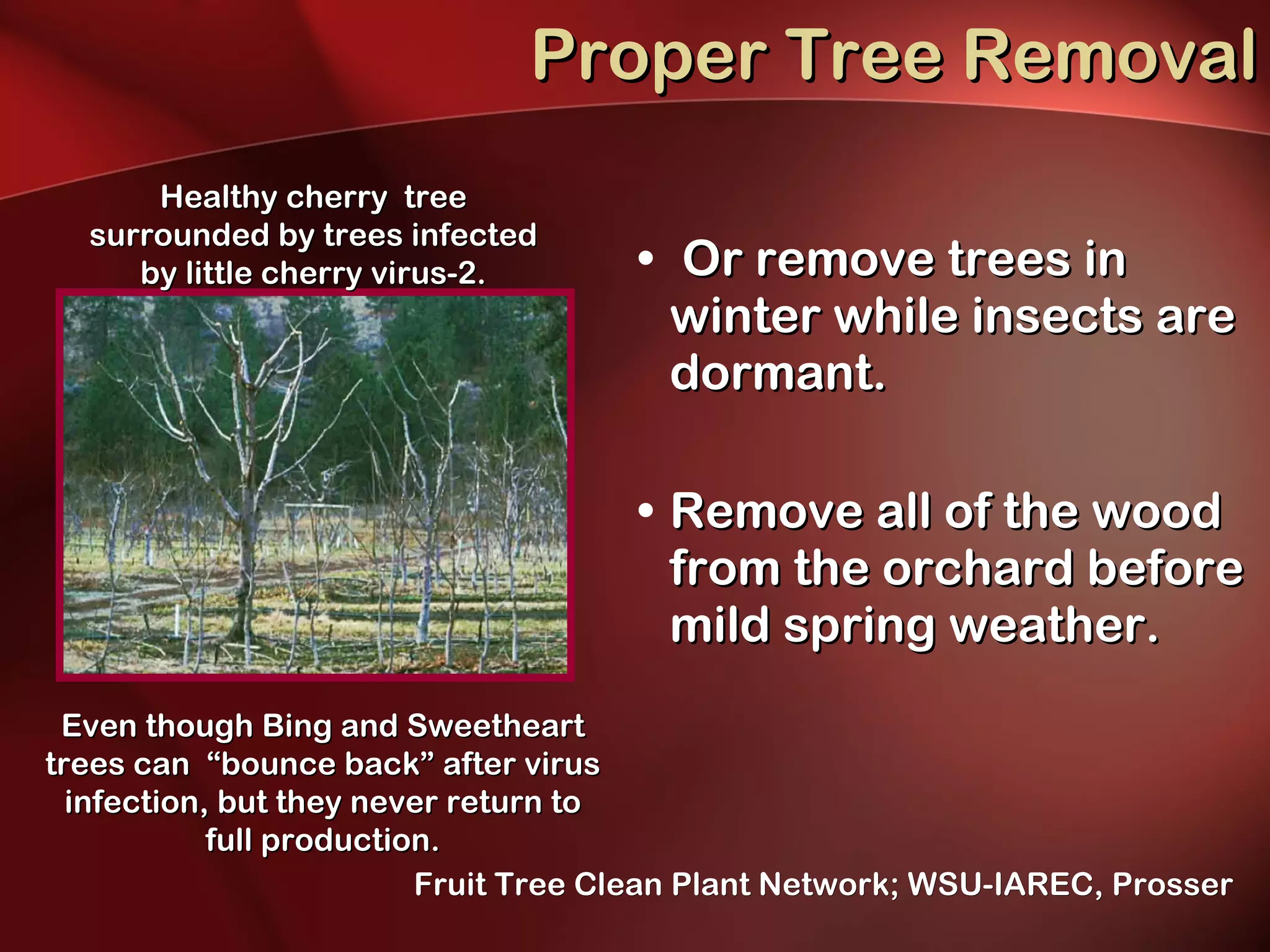 Proper Tree Removal Or remove trees in winter while insects are dormant.  Remove all of the wood from the orchard before mild spring weather.   Even though Bing and Sweetheart trees can  “bounce back” after virus infection, but they never return to full production. Healthy cherry  tree surrounded by trees infected by little cherry virus-2. Fruit Tree Clean Plant Network; WSU-IAREC, Prosser 