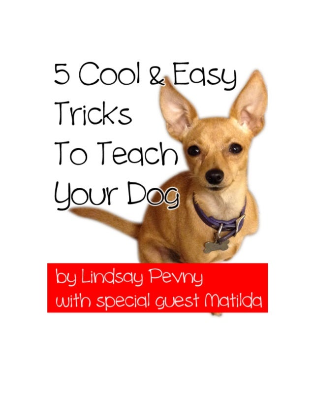 tricks to teach your 5 cool easy tricks to teach your tricks to teach your 5 cool easy tricks to teach your