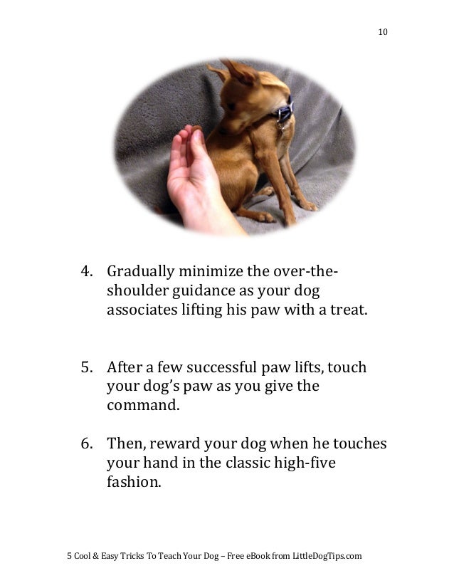 what to teach your dog