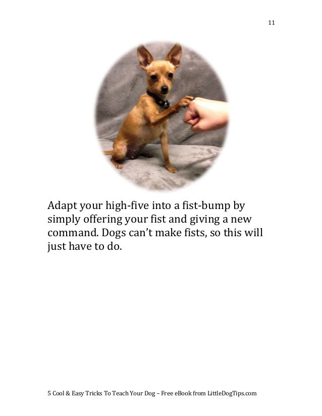 Dog Only Lifting Paw When Giving Paw Dog Only Lifting Paw When Giving Paw