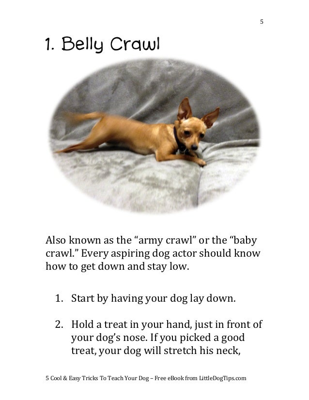 what to teach your dog
