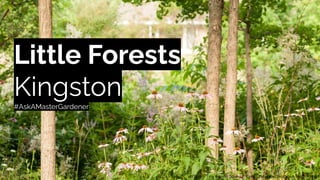 Little Forests
Kingston
#AskAMasterGardener
 