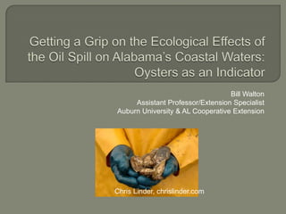 Getting a Grip on the Ecological Effects of the Oil Spill on Alabama’s Coastal Waters:Oysters as an Indicator Bill Walton Assistant Professor/Extension Specialist Auburn University & AL Cooperative Extension  Chris Linder, chrislinder.com 
