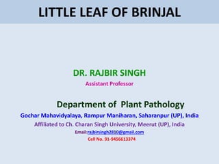 LITTLE LEAF OF BRINJAL
DR. RAJBIR SINGH
Assistant Professor
Department of Plant Pathology
Gochar Mahavidyalaya, Rampur Maniharan, Saharanpur (UP), India
Affiliated to Ch. Charan Singh University, Meerut (UP), India
Email:rajbirsingh2810@gmail.com
Cell No. 91-9456613374
 