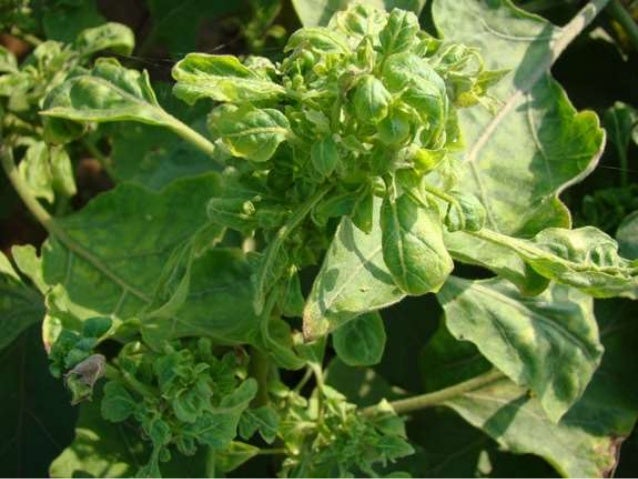 Little leaf of brinjal