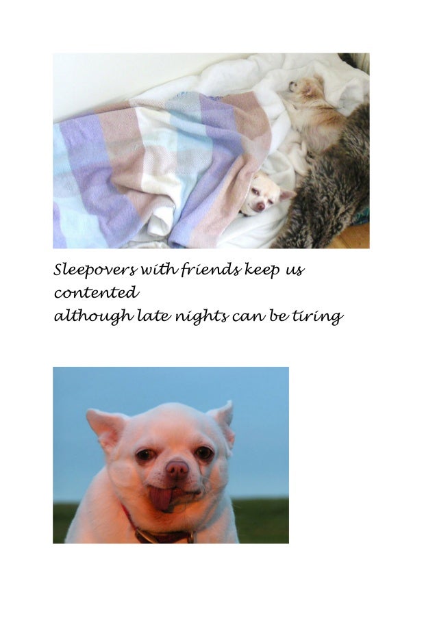 Message For Pet And Dog Lovers From Little Molly