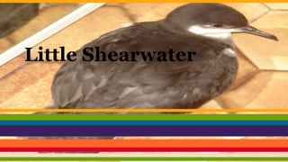 Little Shearwater

 