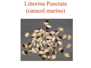 Littorina Punctata
(caracol marino)