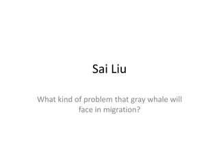 Sai Liu

What kind of problem that gray whale will
           face in migration?
 