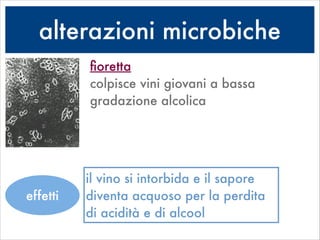alterazioni microbiche
ﬁoretta 
colpisce vini giovani a bassa
gradazione alcolica
il vino si intorbida e il sapore
diventa acquoso per la perdita
di acidità e di alcool
effetti
 
