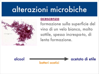 alterazioni microbiche
acescenza 
formazione sulla superﬁcie del
vino di un velo bianco, molto
sottile, spesso increspa-to, di
lenta formazione.
alcool acetato di etile
batteri acetici
 
