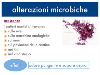 alterazioni microbiche
acescenza
i batteri acetici si trovano:
๏ sulle uve
๏ sulle macchine enologiche
๏ sui muri
๏ sui pavimenti delle cantine
๏ nei tini
๏ nel vino stesso
!
odore pungente e sapore asproeffetti
 