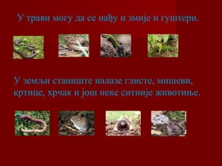 У трави могу да се нађу и змије и гуштери. 
У земљи станиште налазе глисте, мишеви, 
кртице, хрчак и још неке ситније животиње. 
 