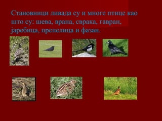 Становници ливада су и многе птице као 
што су: шева, врана, сврака, гавран, 
јаребица, препелица и фазан. 
 
