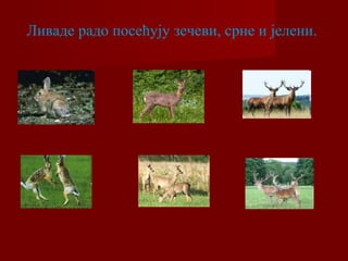 Ливаде радо посећују зечеви, срне и јелени. 
 