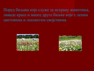 Поред биљака које служе за исхрану животиња, 
ливаде красе и многе друге биљке које с лепим 
цветовима и лековитим својствима. 
 