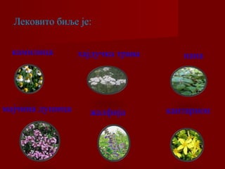 Лековито биље је: 
камилица хајдучка трава нана 
мајчина душица жалфија кантарион 
 