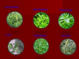 петровац 
матичњак босиљак 
слез боквица пелин 
 