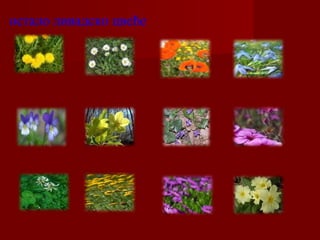 остало ливадско цвеће 
 