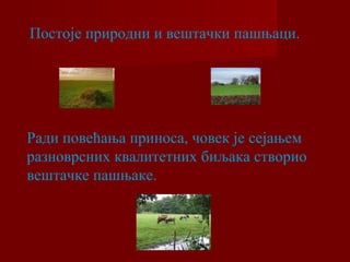 Постоје природни и вештачки пашњаци. 
Ради повећања приноса, човек је сејањем 
разноврсних квалитетних биљака створио 
вештачке пашњаке. 
 