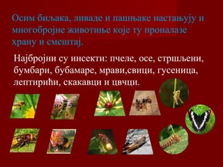 Осим биљака, ливаде и пашњаке настањују и 
многобројне животиње које ту проналазе 
храну и смештај. 
Најбројни су инсекти: пчеле, осе, стршљени, 
бумбари, бубамаре, мрави,свици, гусеница, 
лептирићи, скакавци и цвчци. 
 