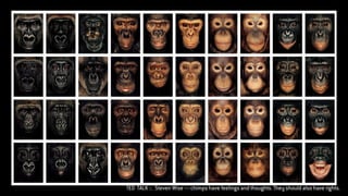 TED TALK :: Steven Wise — chimps have feelings and thoughts. They should also have rights.
 