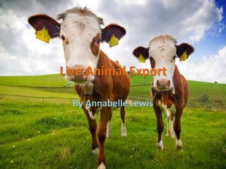 Live Animal Export  By Annabelle Lewis 