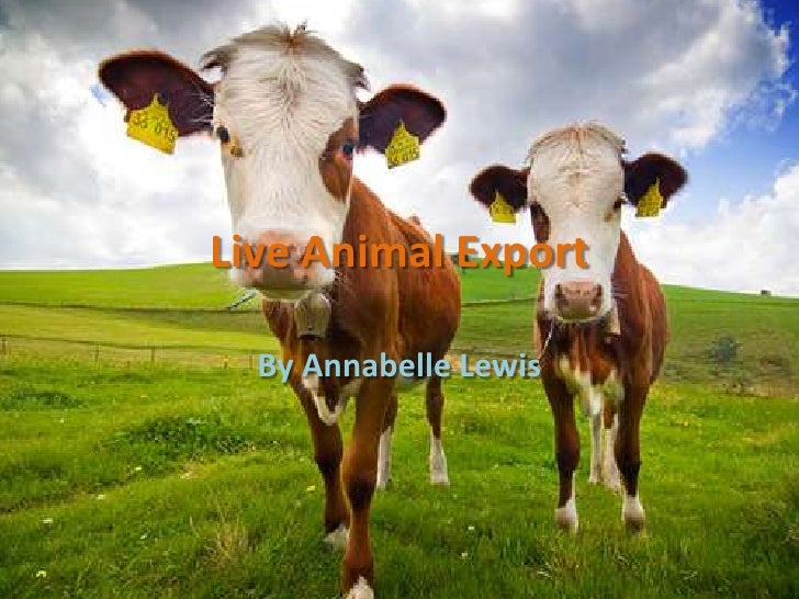 Live animal export