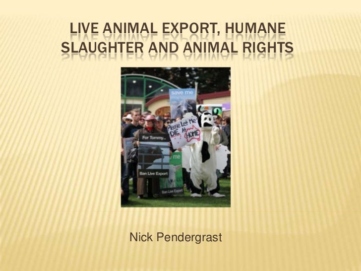 Live Animal Export, Humane Slaughter + Animal Rights