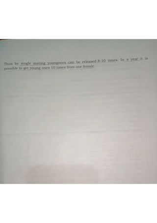 LIVE BEARING FISH BREEDING