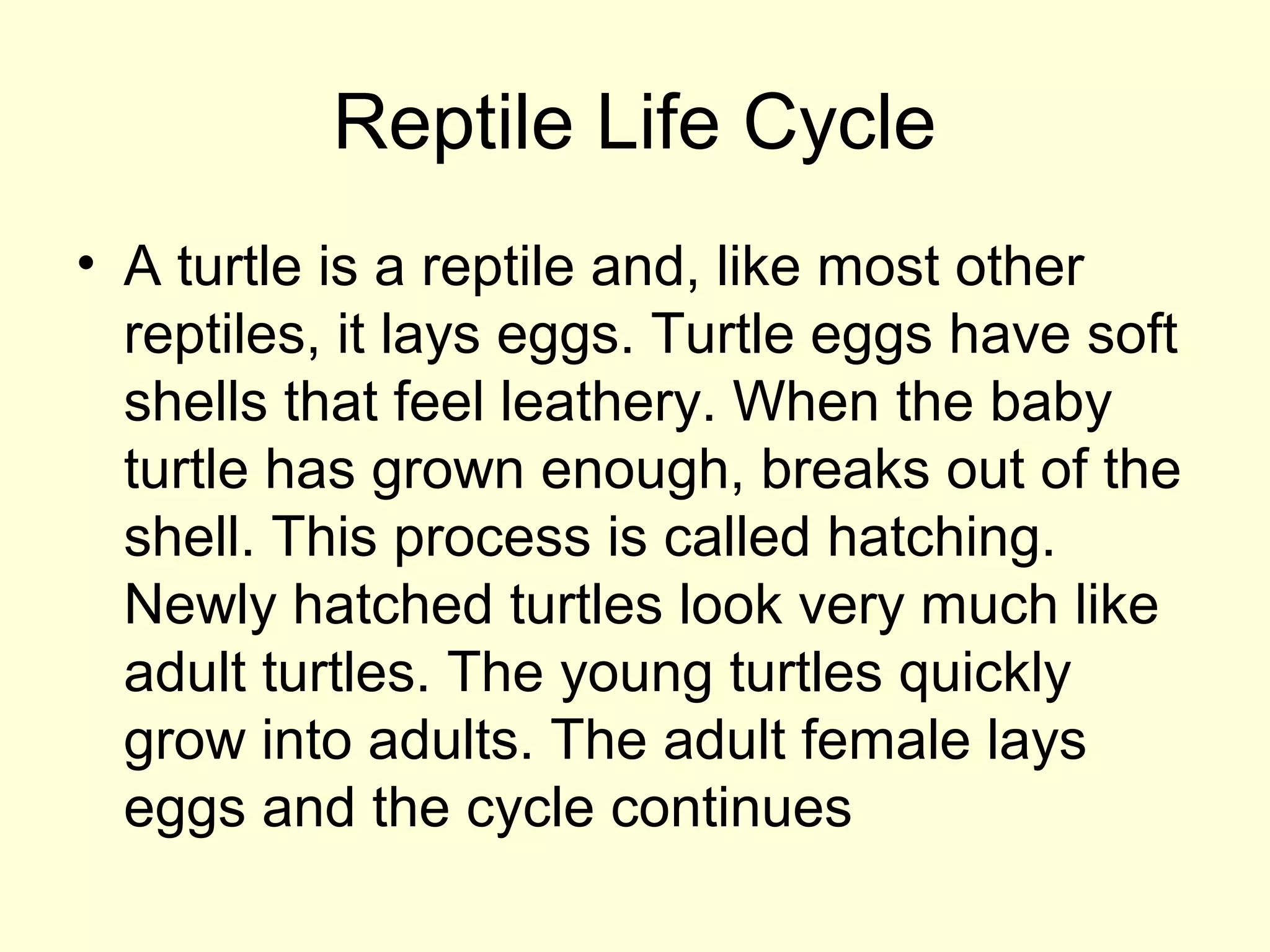 Reptile Life Cycle
• A turtle is a reptile and, like most other
reptiles, it lays eggs. Turtle eggs have soft
shells that feel leathery. When the baby
turtle has grown enough, breaks out of the
shell. This process is called hatching.
Newly hatched turtles look very much like
adult turtles. The young turtles quickly
grow into adults. The adult female lays
eggs and the cycle continues
 