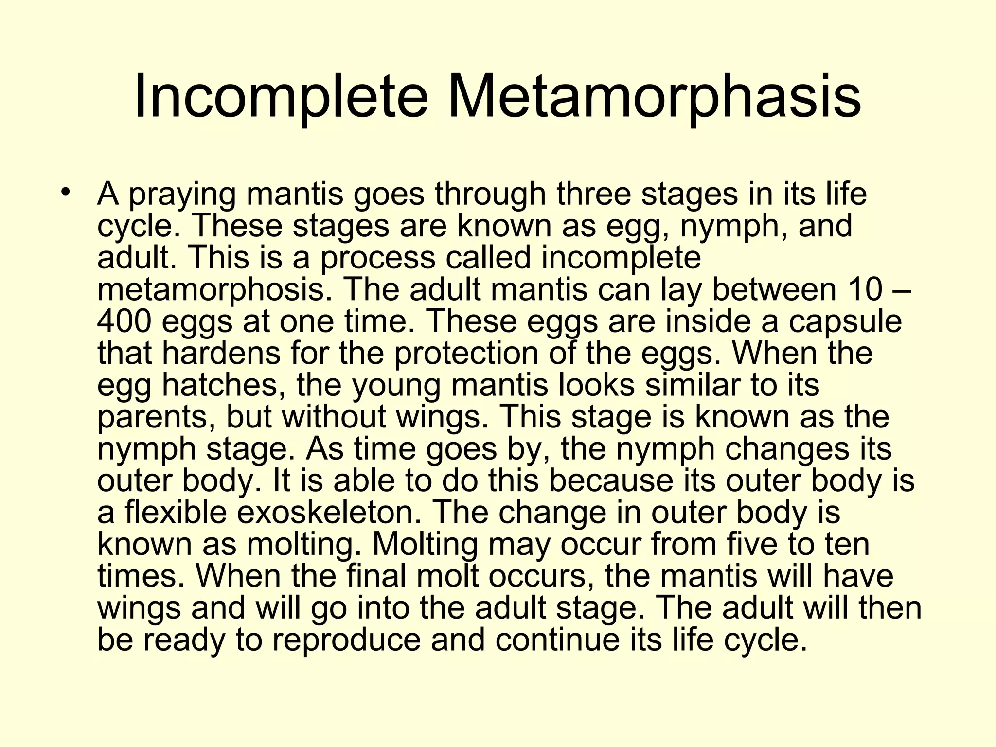 Incomplete Metamorphasis
• A praying mantis goes through three stages in its life
cycle. These stages are known as egg, nymph, and
adult. This is a process called incomplete
metamorphosis. The adult mantis can lay between 10 –
400 eggs at one time. These eggs are inside a capsule
that hardens for the protection of the eggs. When the
egg hatches, the young mantis looks similar to its
parents, but without wings. This stage is known as the
nymph stage. As time goes by, the nymph changes its
outer body. It is able to do this because its outer body is
a flexible exoskeleton. The change in outer body is
known as molting. Molting may occur from five to ten
times. When the final molt occurs, the mantis will have
wings and will go into the adult stage. The adult will then
be ready to reproduce and continue its life cycle.
 
