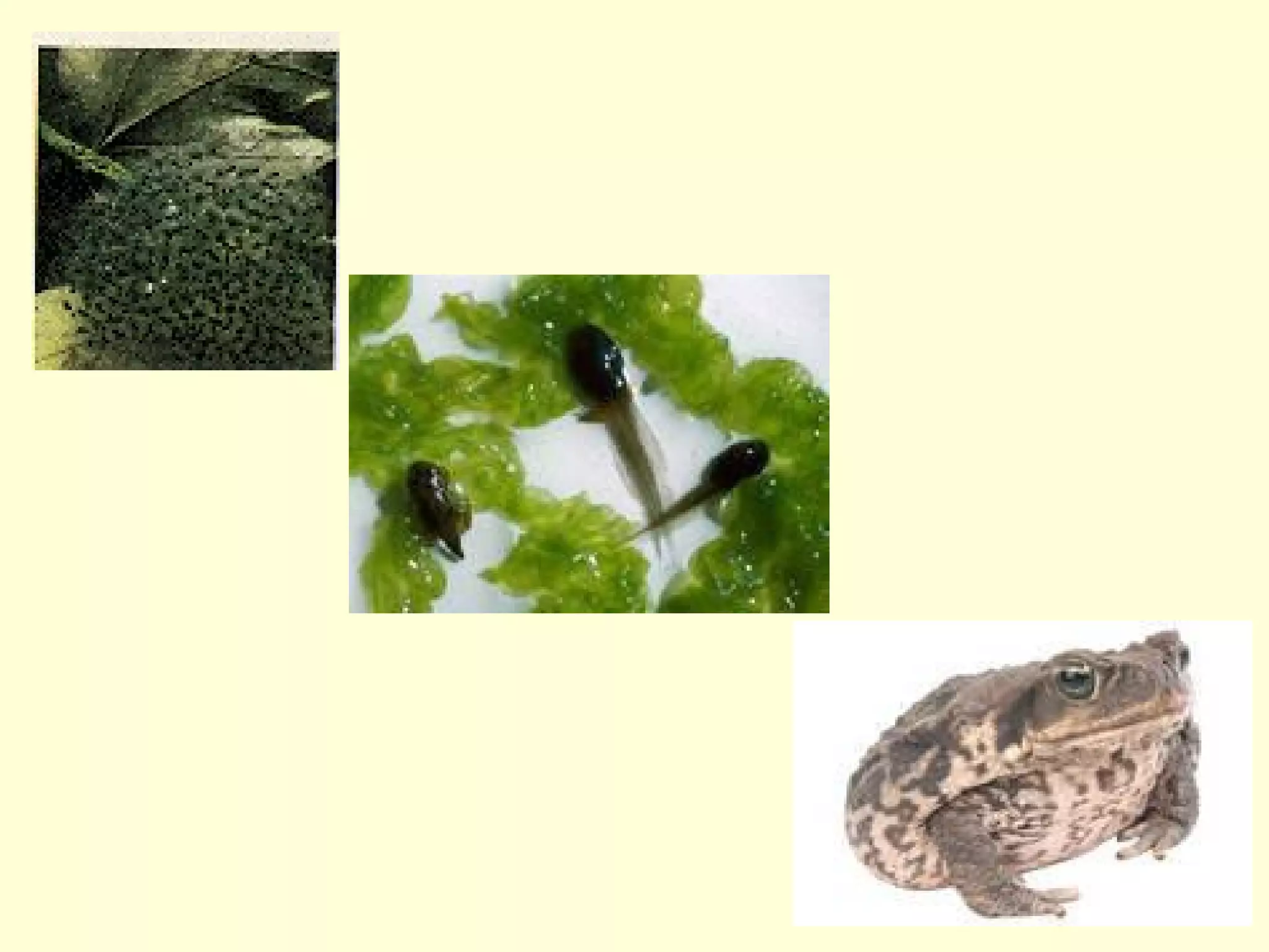 Live cycle powerpoint