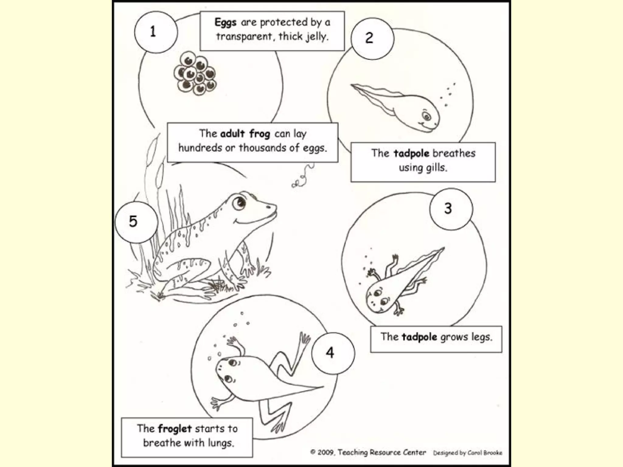 Live cycle powerpoint
