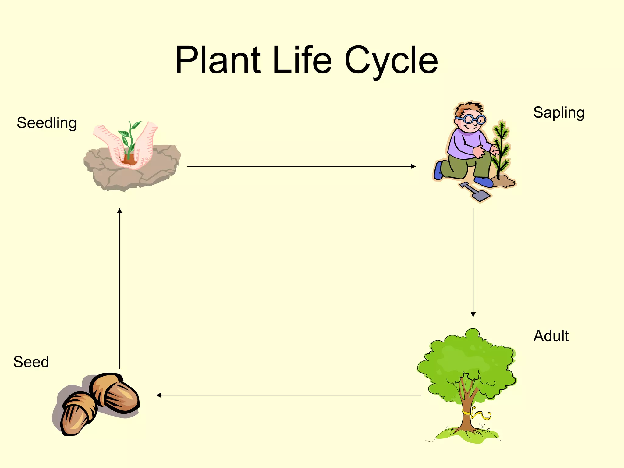 Plant Life Cycle
Seed
Seedling
Sapling
Adult
 
