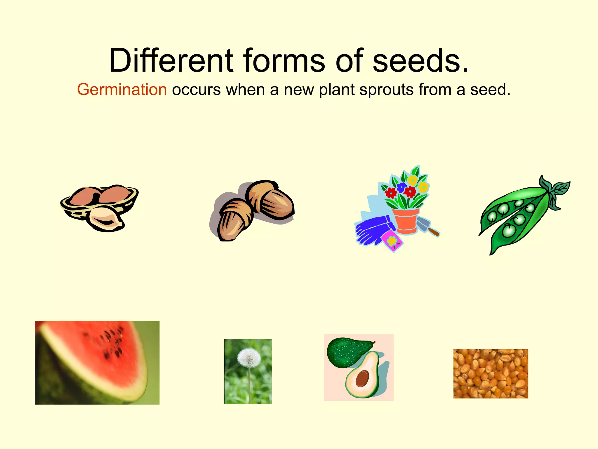 Different forms of seeds.
Germination occurs when a new plant sprouts from a seed.
 