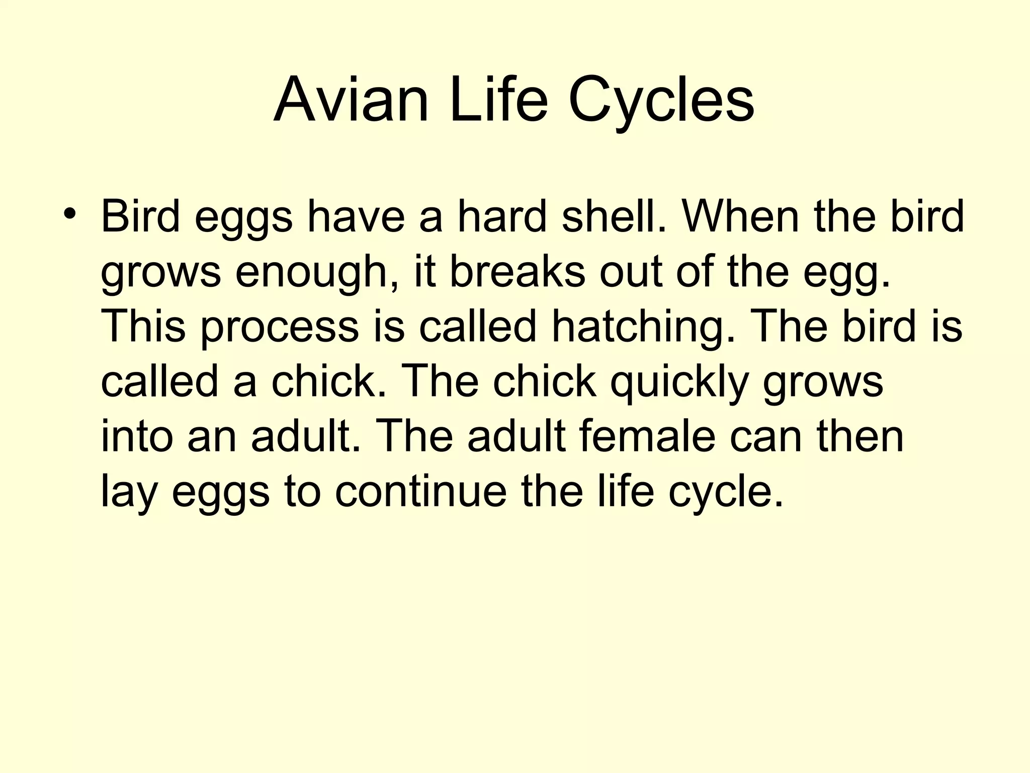 Avian Life Cycles
• Bird eggs have a hard shell. When the bird
grows enough, it breaks out of the egg.
This process is called hatching. The bird is
called a chick. The chick quickly grows
into an adult. The adult female can then
lay eggs to continue the life cycle.
 