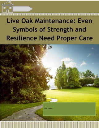Live Oak Maintenance: Even
Symbols of Strength and
Resilience Need Proper Care
U.S. Lawns
 