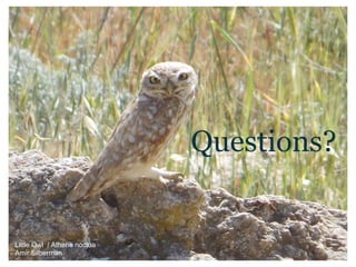 Questions?
Little Owl / Athene noctua
Amir Silberman
 