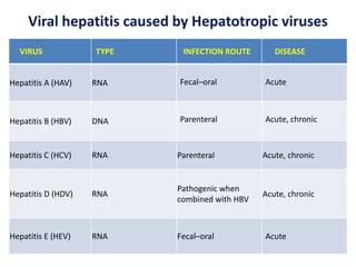 Viral hepatitis caused by Hepatotropic viruses
VIRUS TYPE INFECTION ROUTE DISEASE
Hepatitis A (HAV) RNA Fecal–oral Acute
Hepatitis B (HBV) DNA Parenteral Acute, chronic
Hepatitis C (HCV) RNA Parenteral Acute, chronic
Hepatitis D (HDV) RNA
Pathogenic when
combined with HBV
Acute, chronic
Hepatitis E (HEV) RNA Fecal–oral Acute
 