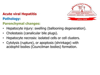 Acute viral Hepatitis
Pathology:
Parenchymal changes:
• Hepatocyte injury: swelling (ballooning degeneration).
• Cholestasis (canalicular bile plugs).
• Hepatocyte necrosis: isolated cells or cell clusters.
• Cytolysis (rupture), or apoptosis (shrinkage) with
acidophil bodies (Councilman bodies) formation.
 