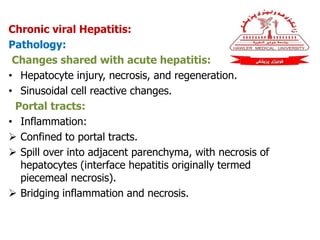 Chronic viral Hepatitis:
Pathology:
Changes shared with acute hepatitis:
• Hepatocyte injury, necrosis, and regeneration.
• Sinusoidal cell reactive changes.
Portal tracts:
• Inflammation:
 Confined to portal tracts.
 Spill over into adjacent parenchyma, with necrosis of
hepatocytes (interface hepatitis originally termed
piecemeal necrosis).
 Bridging inflammation and necrosis.
 