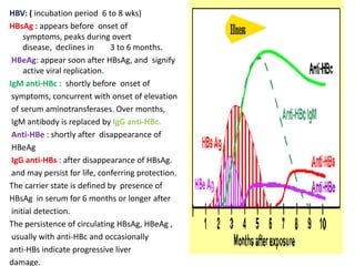 HBV: ( incubation period 6 to 8 wks)
HBsAg : appears before onset of
symptoms, peaks during overt
disease, declines in 3 to 6 months.
HBeAg: appear soon after HBsAg, and signify
active viral replication.
IgM anti-HBc : shortly before onset of
symptoms, concurrent with onset of elevation
of serum aminotransferases. Over months,
IgM antibody is replaced by IgG anti-HBc.
Anti-HBe : shortly after disappearance of
HBeAg
IgG anti-HBs : after disappearance of HBsAg.
and may persist for life, conferring protection.
The carrier state is defined by presence of
HBsAg in serum for 6 months or longer after
initial detection.
The persistence of circulating HBsAg, HBeAg ,
usually with anti-HBc and occasionally
anti-HBs indicate progressive liver
damage.
 