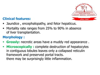 Clinical features:
 Jaundice , encephalopathy, and fetor hepaticus.
 Mortality rate ranges from 25% to 90% in absence
of liver transplantation.
Morphology :
 Grossly: necrotic areas have a muddy red appearance .
 Microscopically : complete destruction of hepatocytes
in contiguous lobules leaves only a collapsed reticulin
framework and preserved portal tracts.
there may be surprisingly little inflammation.
 