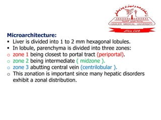 Microarchitecture:
 Liver is divided into 1 to 2 mm hexagonal lobules.
 In lobule, parenchyma is divided into three zones:
o zone 1 being closest to portal tract (periportal).
o zone 2 being intermediate ( midzone ).
o zone 3 abutting central vein (centrilobular ).
o This zonation is important since many hepatic disorders
exhibit a zonal distribution.
 