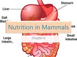 Nutrition in Mammals Chapter 6 