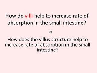 Small Intestines – Last chance to digest!