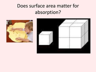 DemonstrationHow does the movement of the intestinal wall look like?