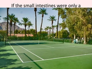 How do villi help to increase rate of absorption in the small intestine?ORHow does the villus structure help to increase rate of absorption in the small intestine?