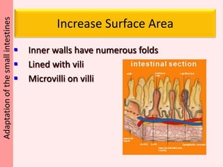 Does surface area matter for absorption?